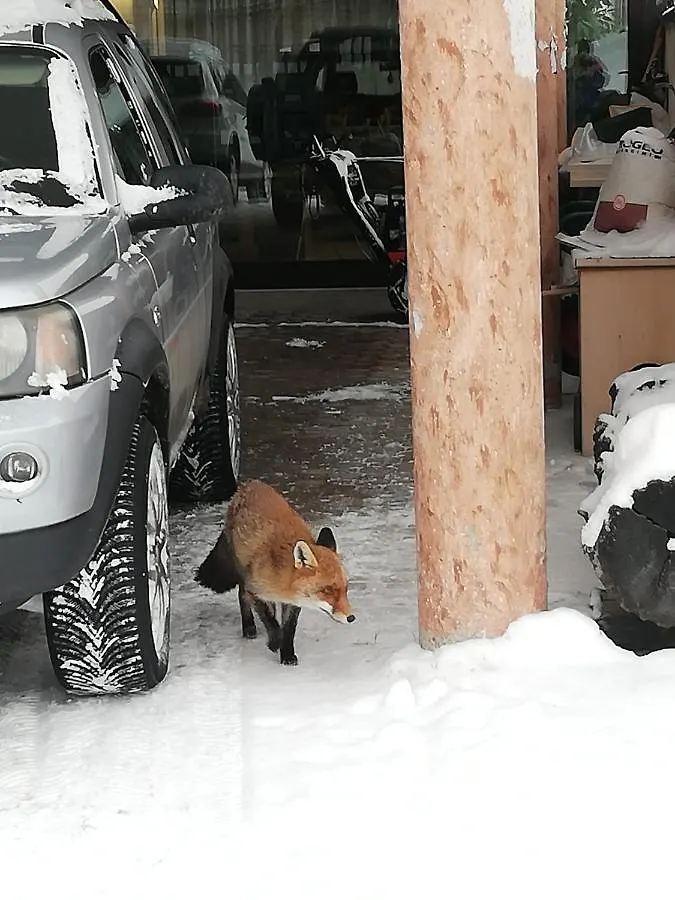 Tana Delle Marmotte Daire Falcade